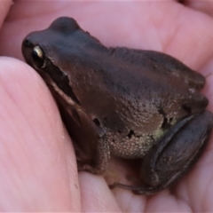 Litoria verreauxii verreauxii at Harrison, ACT - 23 May 2023 04:49 PM