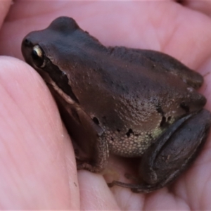 Litoria verreauxii verreauxii at Harrison, ACT - 23 May 2023