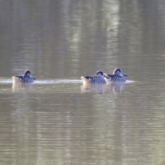 Malacorhynchus membranaceus (Pink-eared Duck) at QPRC LGA - 23 May 2023 by RodDeb