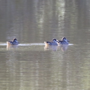 Malacorhynchus membranaceus at Jerrabomberra, NSW - 23 May 2023