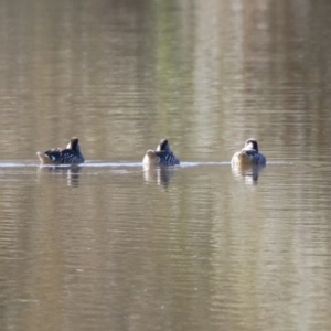 Malacorhynchus membranaceus at Jerrabomberra, NSW - 23 May 2023