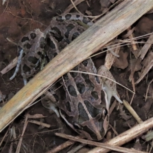 Limnodynastes tasmaniensis at Harrison, ACT - 23 May 2023 05:01 PM