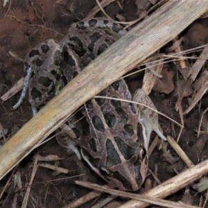 Limnodynastes tasmaniensis at Harrison, ACT - 23 May 2023
