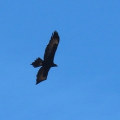 Aquila audax (Wedge-tailed Eagle) at QPRC LGA - 23 May 2023 by RodDeb