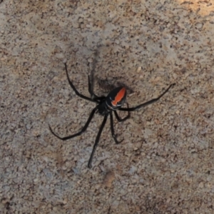 Latrodectus hasselti at Harrison, ACT - 23 May 2023