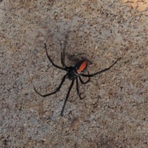 Latrodectus hasselti at Harrison, ACT - 23 May 2023 04:44 PM