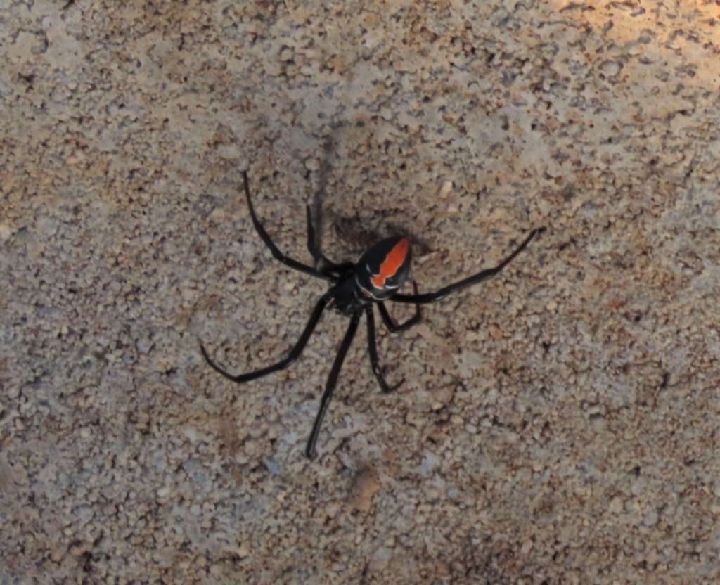 Latrodectus hasselti at Harrison, ACT - 23 May 2023