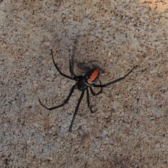 Latrodectus hasselti (Redback Spider) at Harrison, ACT - 23 May 2023 by AndyRoo