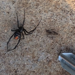 Latrodectus hasselti at Harrison, ACT - 23 May 2023 04:44 PM