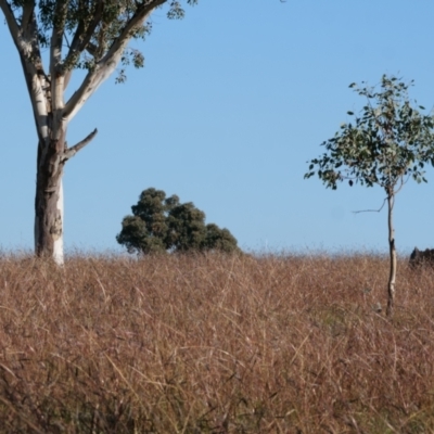 Bothriochloa macra (Red Grass, Red-leg Grass) at Hawker, ACT - 28 May 2020 by Untidy