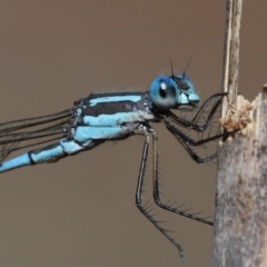 Unidentified Damselfly (Zygoptera) at Wellington Point, QLD - 22 May 2023 by TimL