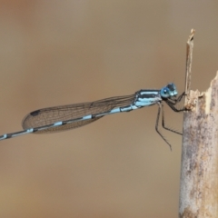 Austrolestes leda at Wellington Point, QLD - suppressed