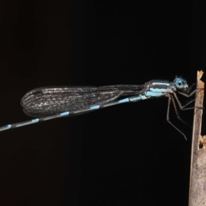 Austrolestes leda at Wellington Point, QLD - suppressed