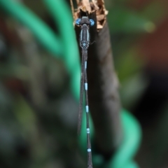 Austrolestes leda at Wellington Point, QLD - suppressed