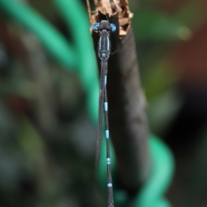 Austrolestes leda at Wellington Point, QLD - suppressed