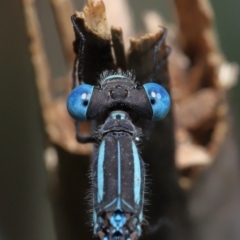 Austrolestes leda at Wellington Point, QLD - suppressed