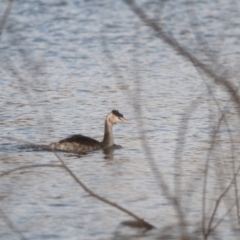 Podiceps cristatus (Great Crested Grebe) at Lake Burley Griffin West - 20 May 2023 by richardm