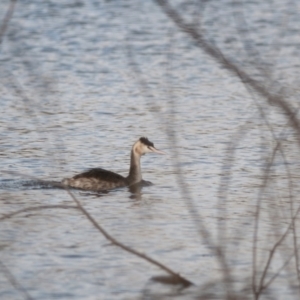 Podiceps cristatus at Yarralumla, ACT - 20 May 2023 03:26 PM