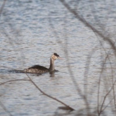 Podiceps cristatus (Great Crested Grebe) at Lake Burley Griffin West - 20 May 2023 by richardm