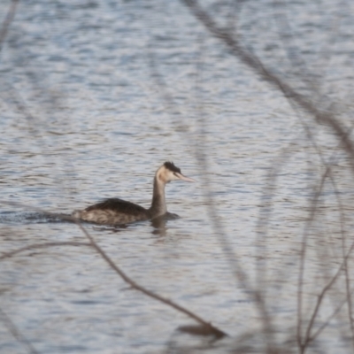 Podiceps cristatus (Great Crested Grebe) at Yarralumla, ACT - 20 May 2023 by richardm