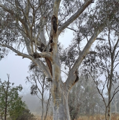 Eucalyptus rossii (Inland Scribbly Gum) at Fadden, ACT - 23 May 2023 by LPadg