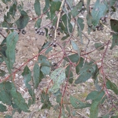 Eucalyptus blakelyi (Blakely's Red Gum) at Tuggeranong, ACT - 23 May 2023 by LPadg