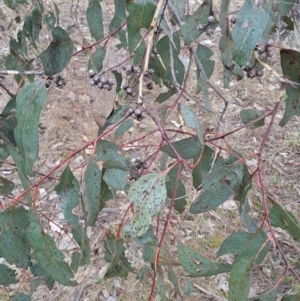 Eucalyptus blakelyi at Wanniassa Hill - 24 May 2023