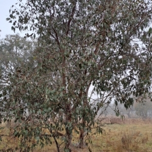 Eucalyptus blakelyi at Wanniassa Hill - 24 May 2023