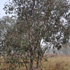 Eucalyptus blakelyi at Wanniassa Hill - 24 May 2023
