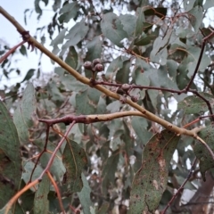 Eucalyptus blakelyi at Wanniassa Hill - 24 May 2023