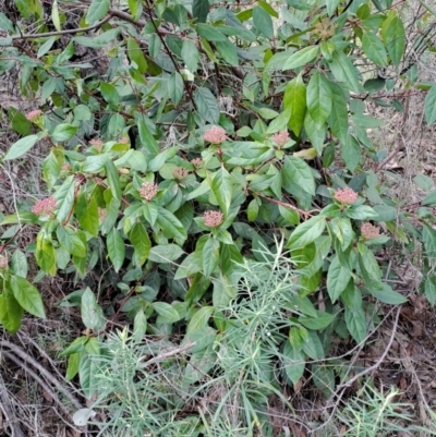 Viburnum tinus (Laurustinus) at Wanniassa Hill - 20 May 2023 by LPadg