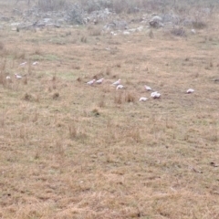 Eolophus roseicapilla (Galah) at Wanniassa Hill - 23 May 2023 by LPadg