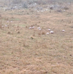 Eolophus roseicapilla at Jerrabomberra, ACT - 24 May 2023