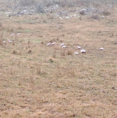 Eolophus roseicapilla (Galah) at Jerrabomberra, ACT - 23 May 2023 by LPadg