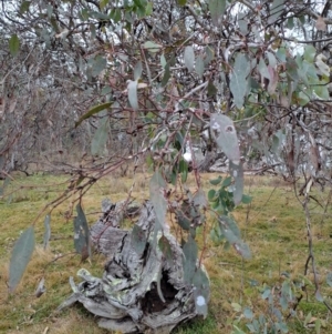 Eucalyptus polyanthemos at Jerrabomberra, ACT - 24 May 2023