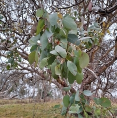 Eucalyptus polyanthemos at Jerrabomberra, ACT - 24 May 2023 09:43 AM