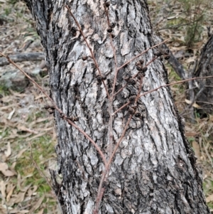 Eucalyptus bridgesiana at Jerrabomberra, ACT - 24 May 2023