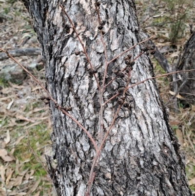 Eucalyptus bridgesiana (Apple Box) at Jerrabomberra, ACT - 23 May 2023 by LPadg