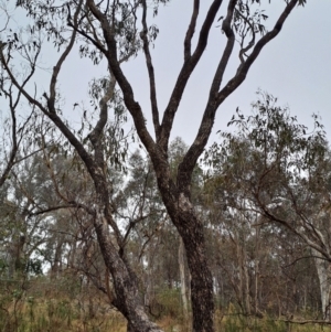 Eucalyptus bridgesiana at Jerrabomberra, ACT - 24 May 2023 09:37 AM