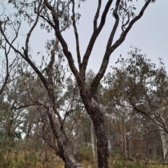 Eucalyptus bridgesiana at Jerrabomberra, ACT - 24 May 2023
