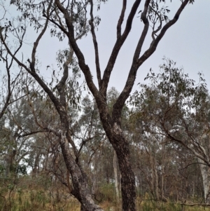 Eucalyptus bridgesiana at Jerrabomberra, ACT - 24 May 2023