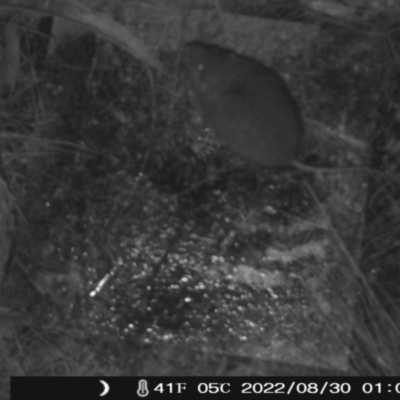 Rattus sp. (genus) at Namadgi National Park - 29 Aug 2022 by heatherb1997