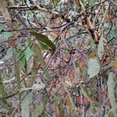 Eucalyptus nortonii (Mealy Bundy) at Wanniassa Hill - 24 May 2023 by LPadg