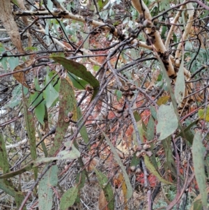 Eucalyptus nortonii at Wanniassa Hill - 24 May 2023 10:05 AM