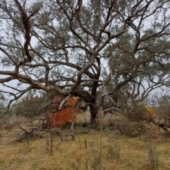 Eucalyptus nortonii at Wanniassa Hill - 24 May 2023
