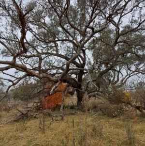 Eucalyptus nortonii at Wanniassa Hill - 24 May 2023 10:05 AM