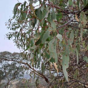 Eucalyptus nortonii at Wanniassa Hill - 24 May 2023 10:05 AM