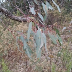Eucalyptus nortonii (Large-flowered Bundy) at Jerrabomberra, ACT - 24 May 2023 by LPadg