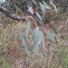 Eucalyptus nortonii (Large-flowered Bundy) at Wanniassa Hill - 24 May 2023 by LPadg