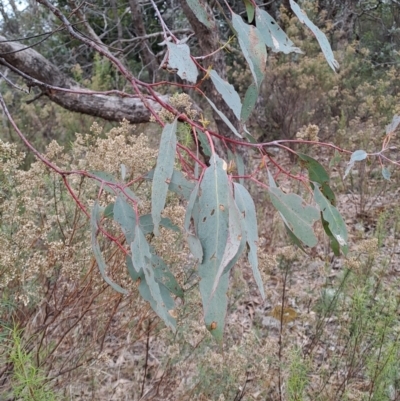 Eucalyptus nortonii (Large-flowered Bundy) at Wanniassa Hill - 24 May 2023 by LPadg